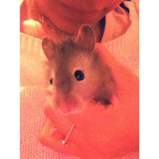 Cheyenne 🐹 #hamster#criceto#cricio#cheyenne#cricetino#cricetodorato#cricetopeloso#pelosetto#topolino#ciccione#mangione#hamstersofinstagram#hamstergirl #colombianita#italiangirl#pet#petsofinstagram#maxizoo - @LEDONNESARDE (@roxy_rjm)
