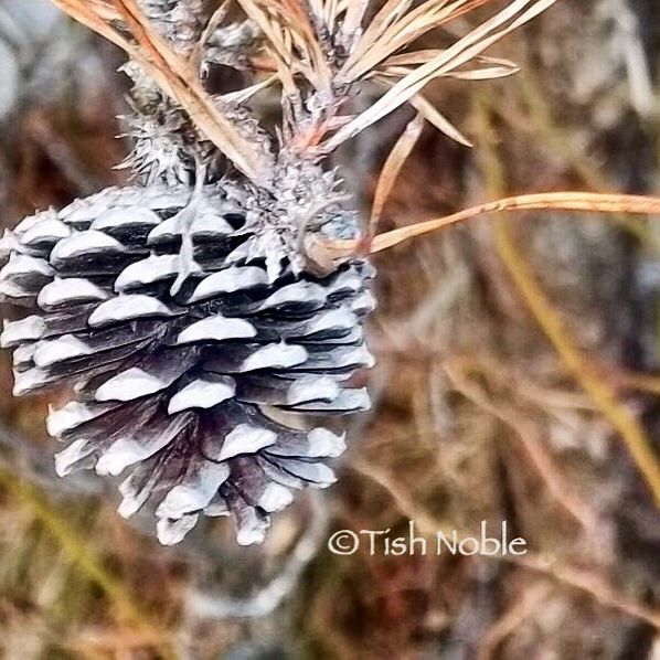 #view #views #igaddict #igaddicts #ig_nature #ig_captures #pinecone #nature #naturelover #naturelovers #nature_perfection #takeawalk #outdoors #outandabout #outdoorlife #throughmyeyes #photooftheday #beachwalk - Delicious World (@tnoble8238)