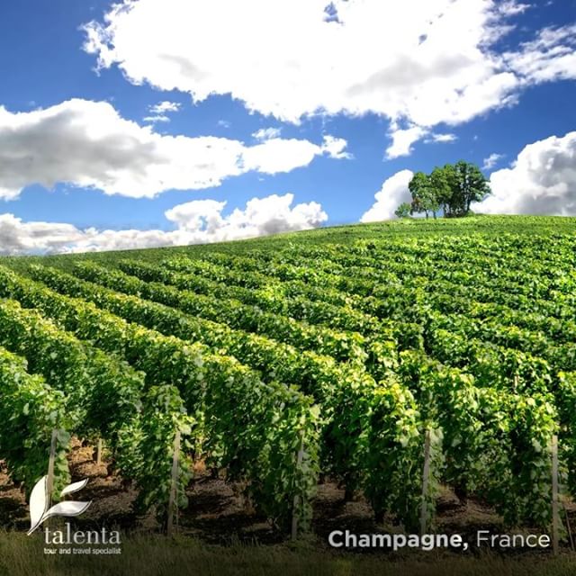 Saat Sahabat berkunjung ke Eropa, sempatkan champagne-tasting di Reims.
.
Reims terletak di provinsi Champagne, yang sesuai namanya, merupakan daerah yang terkenal dengan champagne.
.
Reims dapat dijangkau dengan perjalanan day-trip dengan Eurail dari Paris, Pemesanan Eurail Pass juga bisa dilakukan di @tourtalenta.
.
Yuk brangkatttttt... - Terrelya (@tourtalenta)