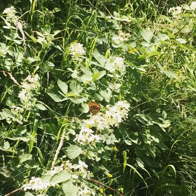 “Well, I must endure the presence of a few caterpillars if I wish to become acquainted with the butterflies.” ― Antoine de Saint-Exupéry, The Little Prince 🦋
Judgement is a waste of time, we are all on a journey... at different stages of unfolding & growing wings... and  all going to the same party, aka unity yeah !🎉🎈 🌍Focus on your own journey and embrace everything that comes up as a blessing... When someone/ something triggers you, it shows you what you need to take care of, where you need to relax and go beyond assumptions... When you look into their eyes, you see your missing fragments... you see the beauty, you see the pain... what a reunion! you are finally there as a mirror... soul meeting... it's fresh and pure... it's pure magic 🦋 and this trail goes on and on✨
*
*
*
#butterfly #caterpillar #transformation  #rebirth #emotions #sensitive #soulmeeting #reconciliation #newmoon #butterfly #cancer #embrace #riseandshine #magic #humility #nature #flora #wilderness #love #peace #unity #pachamama #woods #forest #trekking #motherearth #release #kelebek #SaintExupery #TheLittlePrince - Hrodberht Turambar (@indigosea11)