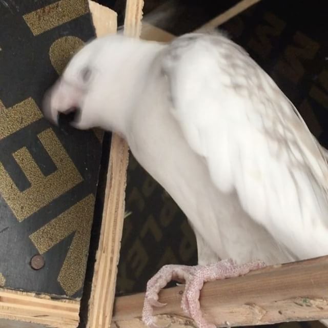 Woody🎶 - LUMEN\NOX (@lovelybirds.8)