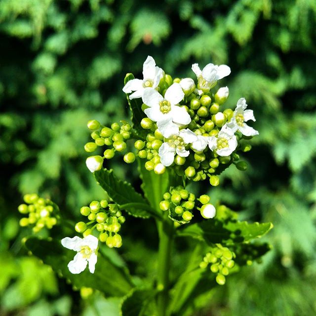 #Pepperrot #Armoracia rusticana #flowers #loveit #nofilter #sunshine #gardening #summer #greenfingers #h?v?g #norway - Living_m.j. ✌🏼️💕 (@naturegirl_norway)