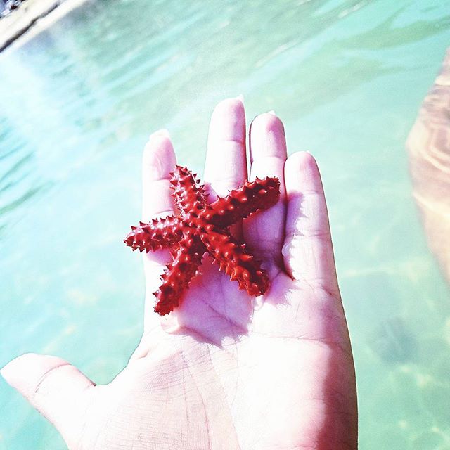 #negril #jamaica #snorkeling #paradise #islandlife #vacation #explore #saltlife #starfish #ocean #ig #instagram #instagramhub #instago #instamood #instagood #travel #photography #photooftheday #bestoftheday #picoftheday #sea #creature #wanderers #wanderlust #onelove #workhardplayharder #friday - Spiritual Journey of Leonians (@stefanipegram)