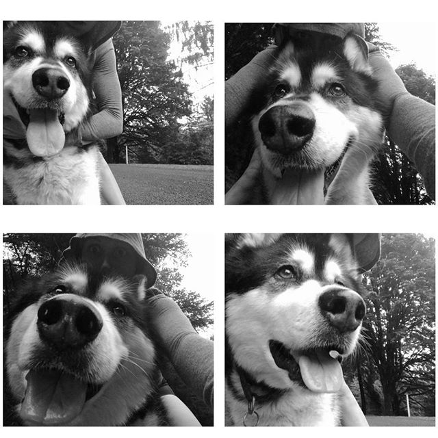 Need to break in my new shoes for my first mud run of the year #ruggedmaniac this furry beast is always willing to be my #trainingbuddy. #pranathegiantmalamute #malamute #training #mudrun #ocr #run #running #loveher #fuzzy #snuggles #kisses #trainhard #fit #fitfam #fitness #passion #beactive #active #getout #health #healthychoices #healthylife #dog #puppy #walk #run #breakinmyshoes #mansbestfriend #girlsbff - Wendi (@badass.barbie)