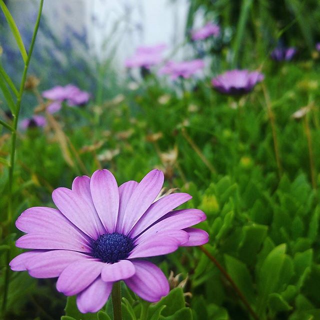 Les fleurs de boutonnet 😊😍🌺🌹🌼⚘🍃 #flowers #awesome #summer #france #garden #green #photo #photography #natural #life #vegan #beauty #beautiful #flowerstagram #nature #flower #morning #howbowdah #color #colorful #roses - @HAPPILYHEPBURN (@melanieamelia)