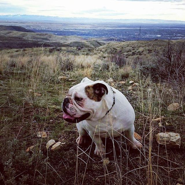 Ready to go hiking this weekend if the rain doesn't hit, anyone else!? #hiking #foothills #BoiseIdaho #idahome #summer #tanksmiththebulldog #englishbulldog #bulldogs #dogsthathike #animallover #doglover - Carmen Fradera Olmo (@tanksmiththebulldog)