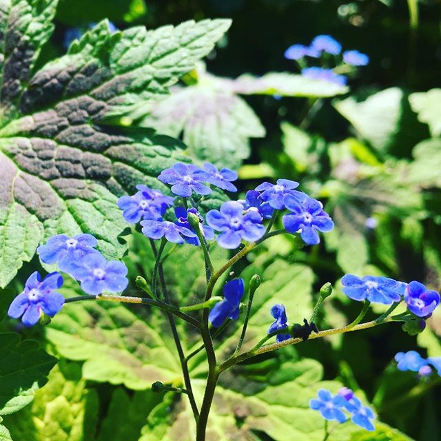 #forgetmenot #blue #blueflowers #flowers #summer #summerflowers #blommor #nature #naturelover #instaflower #park #luleå #sweden #sverige 💙🌸✨ - BPA Nature (@joy_panseeda)