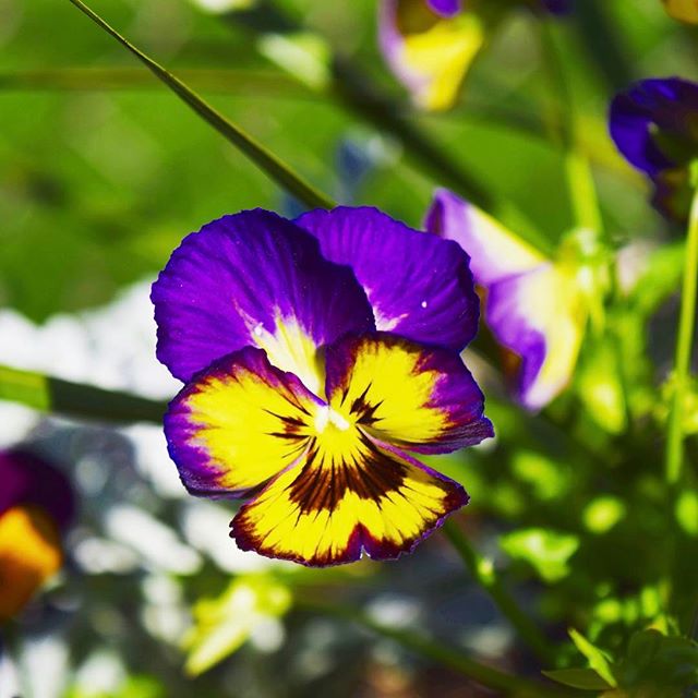 🌷
#photography #photographer #vsco #vscocam #artofvisuals #visualsoflife #flowers #flowerstagram #flower #garden #gardening #like4like #likeforlike #l4l #likes #naturephotography #nature #naturelovers #nikon #nikonphotography #canonphotography #canon_photos - Juan Gonzalez (@a_fly_visual)