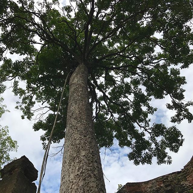 Shooting da #huge #tree #in #da #chillax #babe #dude #bro #shawty #fella #shotoftheday #throwbacksaturday  #historical #place - Matthieu (@ballmiller)