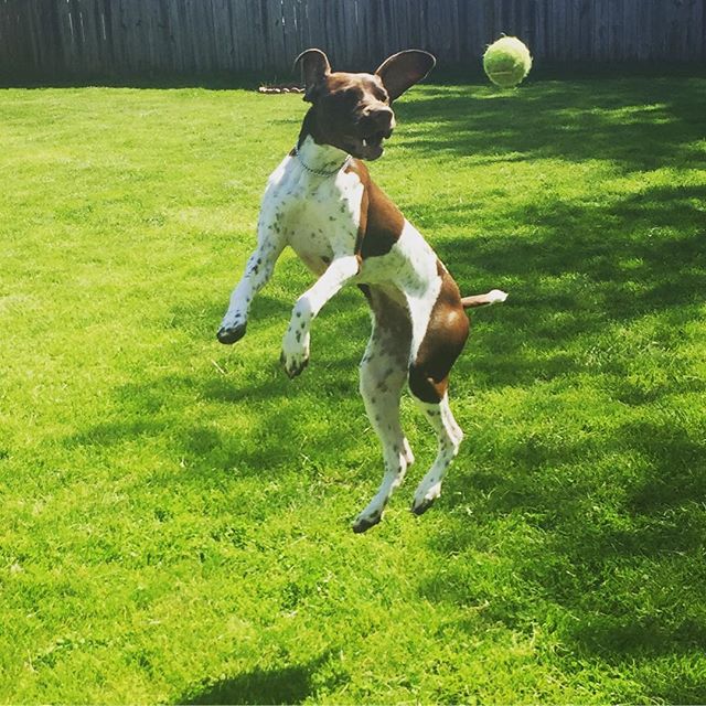 Tennis anyone ? What concentration and focus ! #germanshorthairedpointer #puppiesofinstagram #gsp #tennis #tennisball #athlete - Dave (@patronpal)
