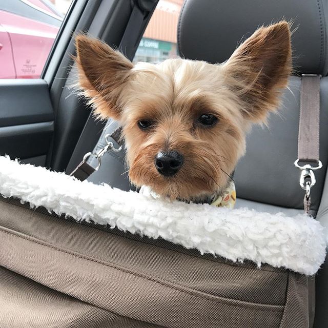 So you're saying it's going to rain today? 😞
.
.
.
.
#makitheyorkie #maki #yorkie #yorkshireterrier #yorkiepuppy #yorkielovers #yorkiegram101 #cutepuppy #puppylove #puppygram #puppysketch #pupstagram #puppiesofinstagram #dogs #dogsofinstagram #dogstagram #dogoftheday #petsofinstagram #mydogiscutest #yorkiesofinstagram #dogdailyfeatures #dogsofinstaworld  #thelove_fordogs #dogs_of_world #torontodogspot #yorkiesofficial #yorkienation #yorkshire #DILP - Dave (@mischievousmaki)