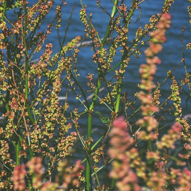 #flowerstagram#ig_flowers#instaflowers#nature#naturegram#natureaddict#naturephotography#nature_perfection#nature_seekers#justgoshoot#landscape#postcard#naturelovers#natureshots#objektifimden#benimkadrajim#severekcekiyoruz#ig_global#ig_shotz#dailypic#dailyphoto#instaphoto#instapic#ig_turkey#ig_worldclub#fotografheryerde#turkobjektif#ig_fotografdiyari#photosociety#photowall - Mindy Ann (@assassins.tango)