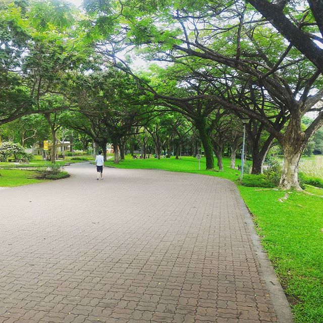 Walking through the shade.. #punggolpark #instagram #Singapore #singaporephotography #photography #green #beautiful #hougang #lovephoto #instaphoto #instaphotos #park #singaporecity #naturephotography #nature #natural #walk - Robert Perry (@baljotsinghranu)