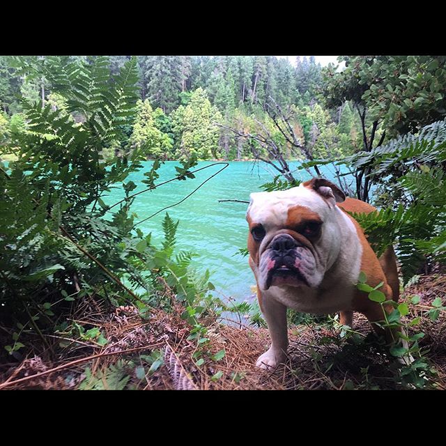 Epic B day Adventures with Kingston 🐶🙏🏻💥 Much Aloha to everyone who made it happen ! -
-
-
-
-
-
-
-
-
-
-
-
-
-
-
-
-
-
-
-
-
-
-
-
-
-
#PositiveVibes #KING #Camping #BullDog #NoKaOi #AllSmiles #AlohaLife #Bullies #Dog #Pup #Adventures #LakeSide #Active #DogLife #Stoked #Cali #Beautiful @king_thebulldog_ - BATMAN (@chapy33)