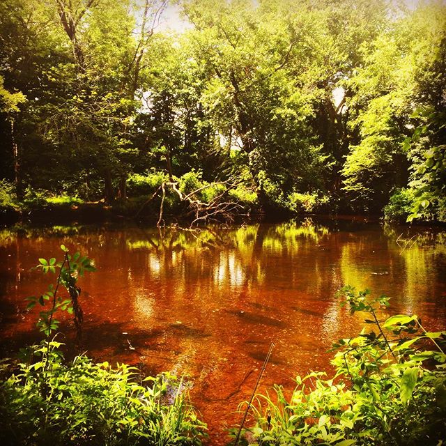 Hitting the shallow water with a rooster tail
#delawareoutdoors #fish #fishing #fishislife #bass #bassfishing #bass #offroad #outdoors #offroad #outfitoftheday #woods #pond #hunterxhunter #hunting #fun #wild #life #picoftheday #gowild #photography #merica #usa - Hrodberht Turambar (@warchild_outdoors)