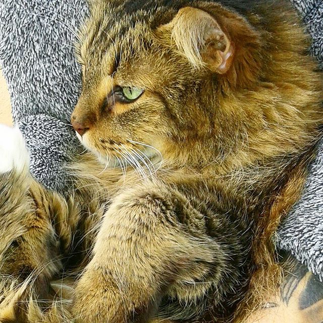 Mornings outside with mom and dad.... Enjoying the smells and the breeze 🌼🐺
#morning #coffee #smells #cat #cats #catsofinstagram #maincoon #maincooncat #meow #furbaby #cuddles #dayoff #family - @HAPPILYHEPBURN (@gingerwithink)