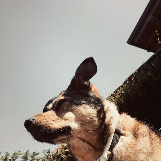Paolaferrario99 Milly 😍❤️ #photography #photo #fotografia #milly #animals #dog #family #love #free #sky #clouds #tree #nature - аspiring photographer📸 (@fricai_andlat)