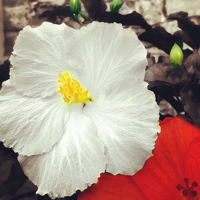 #love #hope #iger #instagood #selfie #ibiscus #florence #blumen #pelago #flower #photooftheday #beautiful #fashion #happy #followme #cute #tbt #wine #garten #bike #summer #sun #cute #fun #friends #art #italy #sunrise #germany #wiew - Marti (@jackdanieljackdaniel54)