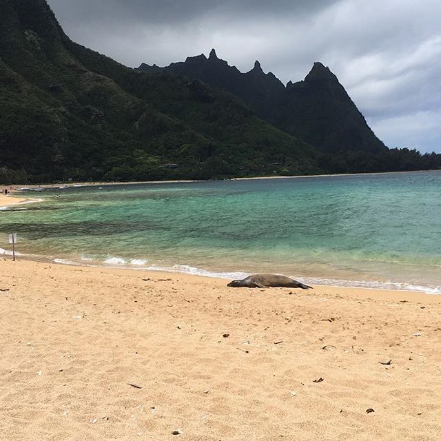 Such a magical place and we couldn't have asked for a better few hours on this beach today... collecting shells, swimming in the ocean. Amazing day! Thank you @bytheseacompany for a fun day!!!#tunnelsbeach#tunnelsbeachkauai#kauai#kauaihawaii#islandlife#beaches#mountains #beautifulbeach#bluewater#paradise#nofilter#nofilterneeded#seal#sealgettinghistanon - Balicosy Villas (@jkline7272)