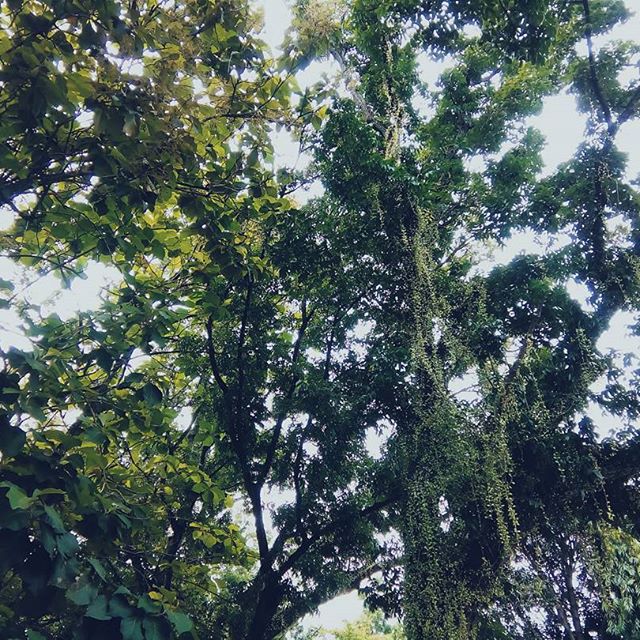 It looks like you're in a jungle.
Nah, sa medpark rani dapit sa DiCNHS. Haha
.
.
.
.
.
.
.
.
.
.
#vscolike #vscolove #vscogood #vscophilippines  #vscopic #vscoment #vscophoto #instavsco #vscoph #vscoedit #vscobest #vscohub #vscodaily #mobilephotography #adventurer #vscocamphotos #vscofilter #vscofeed #wanderlust #vscovisuals #blogger #bloggerph #vscopinas #travel #FF #l4l #instafollow #followback #instagood #photooftheday - Feil Immanuel (@supremo.drew)