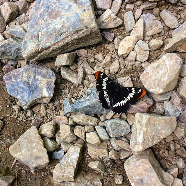 #butterfly #forest #woods #hiking #onthetrail - Hrodberht Turambar (@wolfie_83)