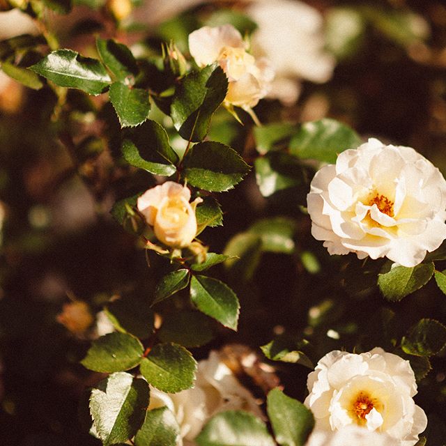 As usual I'm capturing some flowers during wedding day - this roses will make your day at Camp Lejeune, North Carolina, USA | I'm passionate about painting life by photography. #USA #camplejeune #detail #flowers #lookslikefilm #marinecorps #northcarolina #roses #weddingbouquet #weddingday #weddingflowers #uherskybrod #socalwedding #weddingphotomag #prostejov #trencin #student #blansko #zasnoubeni #maturitak #engagementring #brno #prumyslovka #svatebni #engagementgift #loveintentionally #engagedcouple #akce #weddingevent #svatebnisaty - Elena💝🌟🐬 (@martinkup.cz)