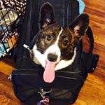 @HAPPILYHEPBURN (@thegrandduchess907)