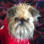 Dave (@ittystagram)