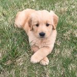 Maverick (@maverick_thegolden_retriever)