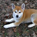 Chip And Kiwi (@akita.lovers.of.ig)