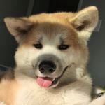 Tuxs "Tennessee" Peays (@drogo_akita)